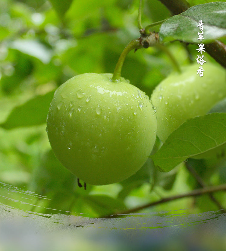 zensoullab Indian Incense Green Apple Large Box eneApple Original Imported Handmade Aromatherapy Incense Cones 413